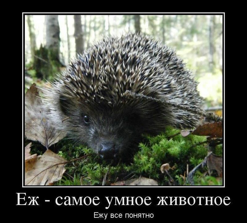 ЕЖ самое умное животное Ежу все понятно
