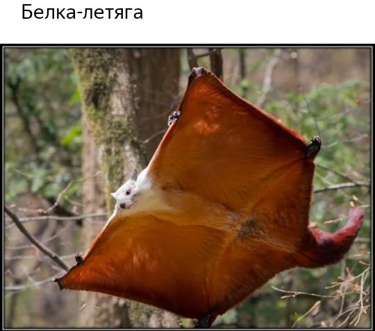 Белка петяга