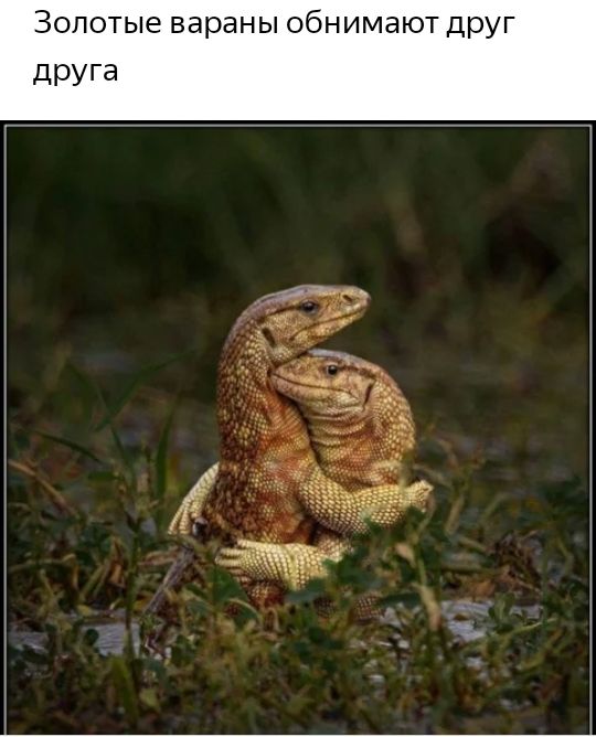 Золотые вараны обнимают друг дРУГа