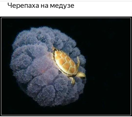 Черепах медузе