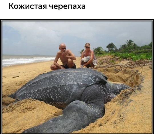 КОЖИСТЭЯ Черепаха