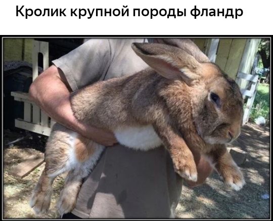 Кролик крупной породы фландр