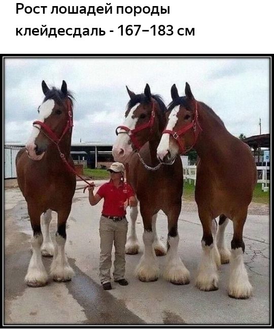 Рост лошадей породы кпейдесдапь 167183 см