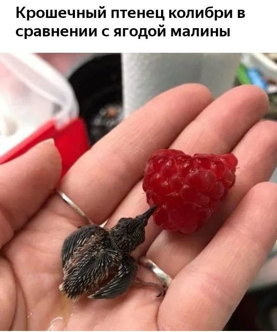 Крошечный птенец колибри в сравнении с ягодой малины