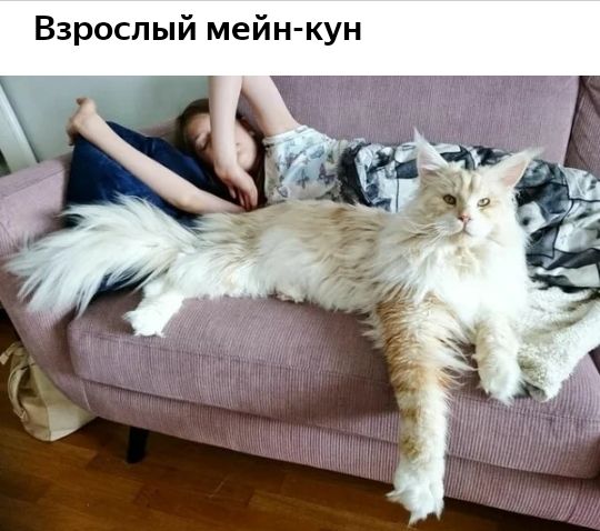 Взрослый мейн кун