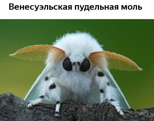 Венесуэльская пудепьная моль