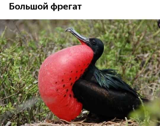 7 .  Большой