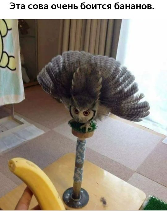 Эта сова очень боится бананов