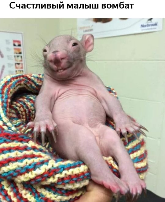 бат й малыш вом Счастливы