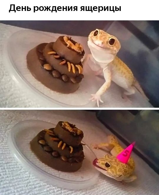 День рождения ящерицы