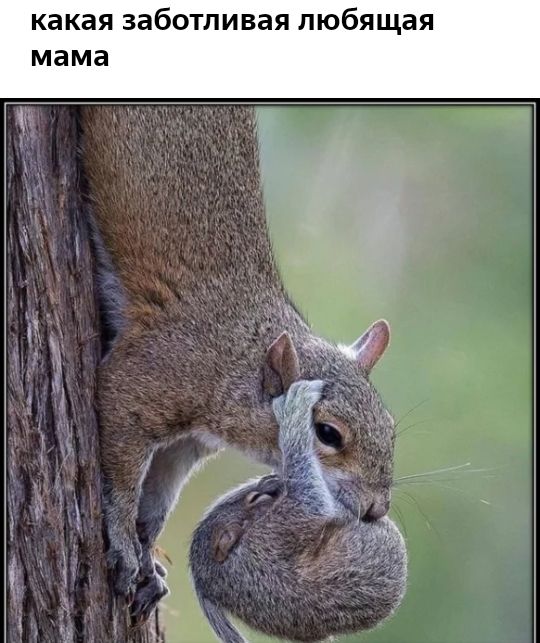 какая заботливая любящая мама