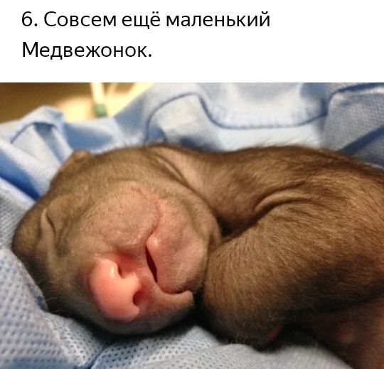 6 Совсем ещё маленький Медвежонок