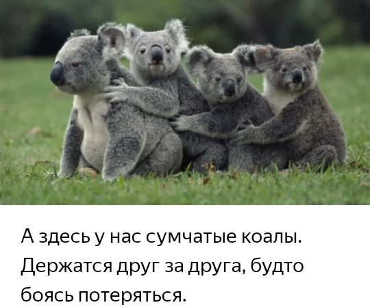 А ЗДЕСЬ У нас сумчатые КОЭПЫ Держатся друг за друга будто боясь потеряться