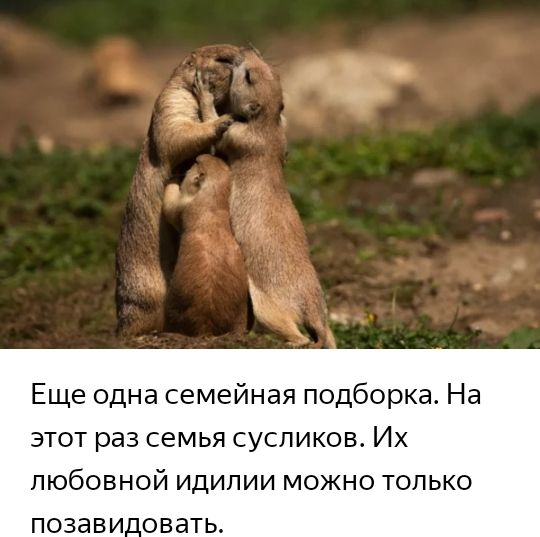 1 Еще одна семейная подборка На ЭТОТ раз СЕМЬЯ СУСЛИКОВ ИХ любовной идилии можно только ПОЗЭВИ_ОВЭТЬ