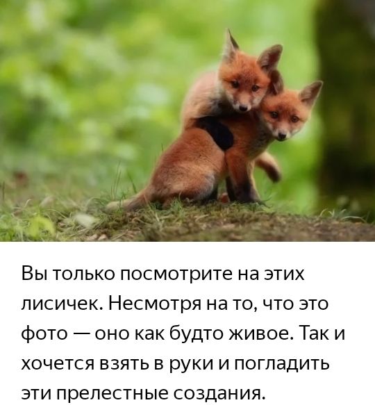 ВЫ ТОЛЬКО посмотрите на ЭТИХ лисичек Несмотря на ТО ЧТО ЭТО фото оно как будто живое Так и хочется взять в руки и огпадить эти прелестные создания