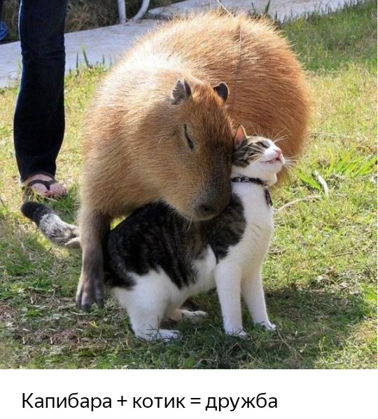 Капибара котик дружб