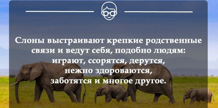 Слоны выстраивают крепкие родственные связи и ведут себя подобно людям играют ссорятся дерутся нежно здоровается заботятся и многое другое