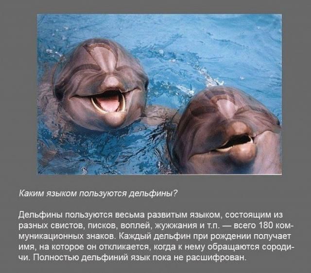 Каким языком пользуются дельфины депыфины пользуются весьма развитым языком состоящим из разных свистов писков воплей жужжания и тп всего 150 ком муникационных знаков Каждый дельфин при рождении получает имя на которое он откликается когда к нему обращатся сороди чи Полностью дельфииий язык пока не расшифрован