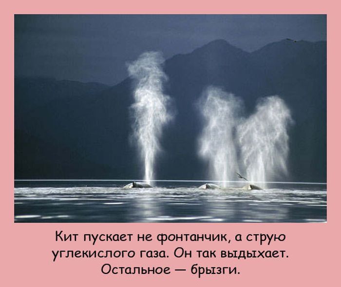 Кит пускает не фонтанчик струю углекислого газа Он так выдыхает Остальное брызги