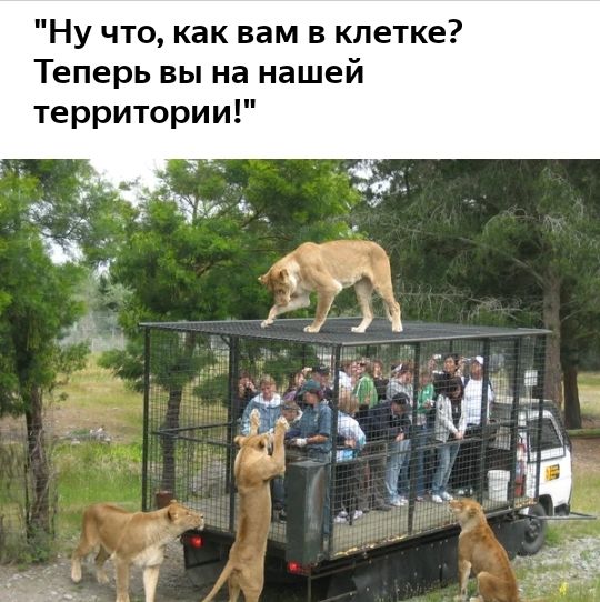 Ну что как вам в клетке Теперь вы на нашей территории