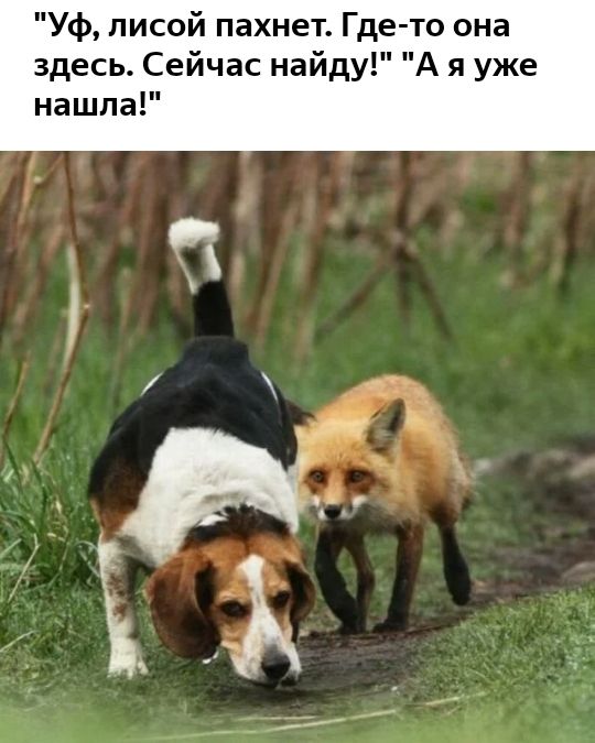 Уф лисой пахнет Где то она здесь Сейчас найду А я уже нашла