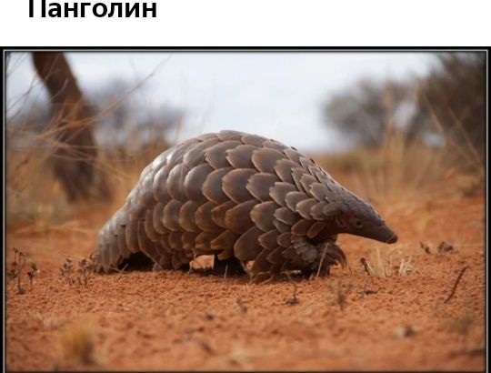 анголин