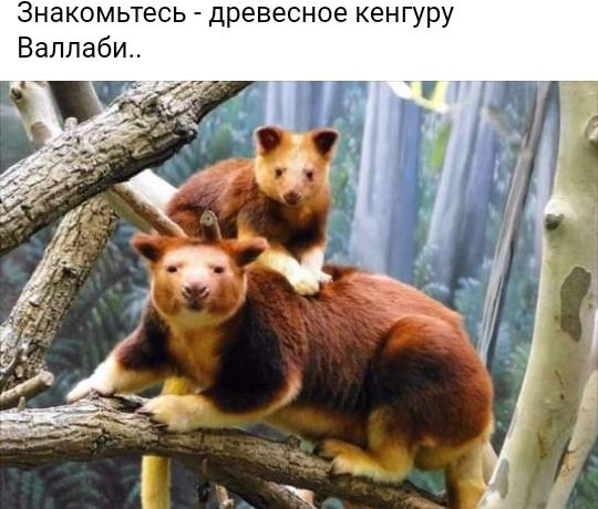 Знакомьтесь древесное кенгуру