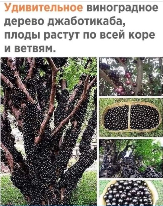 Удивительное виноградное дерево джаботикаба плоды растут по всей коре и в