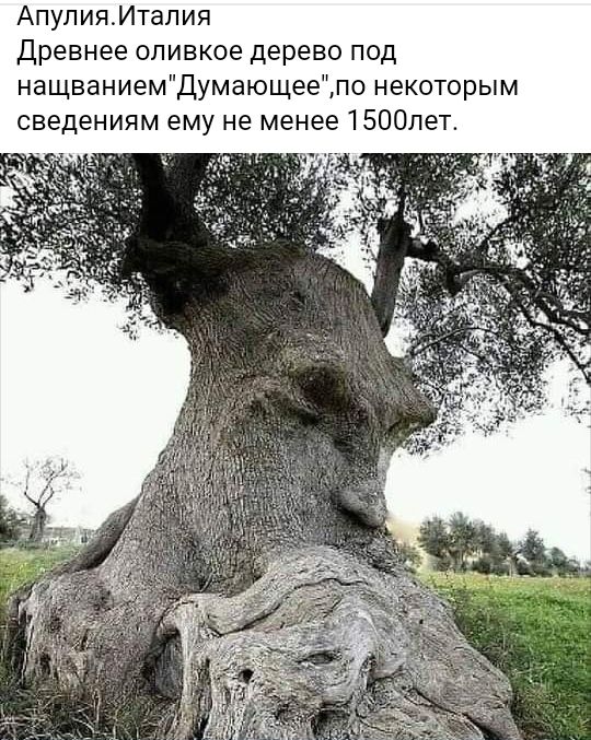 АпулияИталия Древнее оливкое дерево под нащваниемДумающеепо некоторым сведениям ему не менее 1500пет