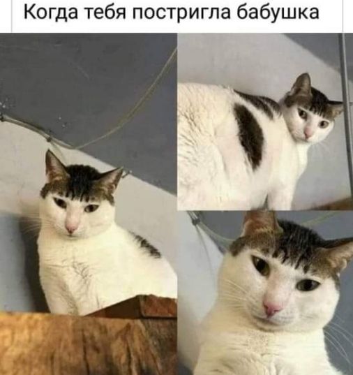 Когда тебя постригла бабушка