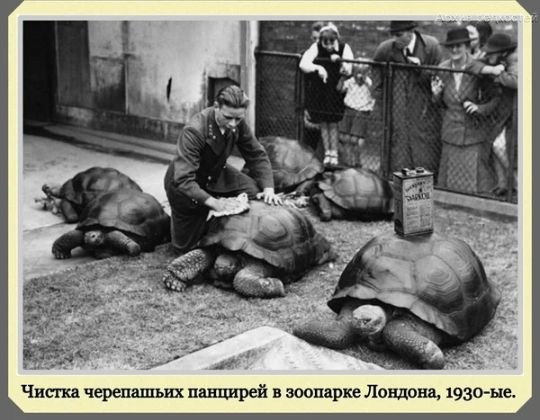 Чит черепашьих панцирей в зоппарке Лондона іэзо ыа