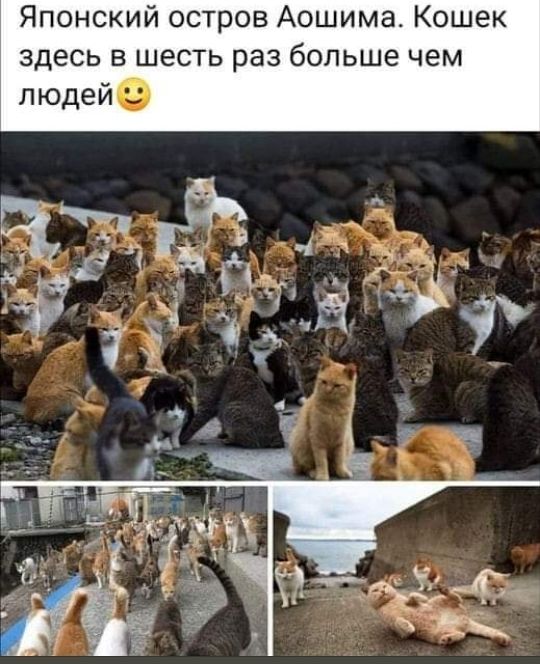Японский остров Аошима Кошек здесь в шесть раз больше чем