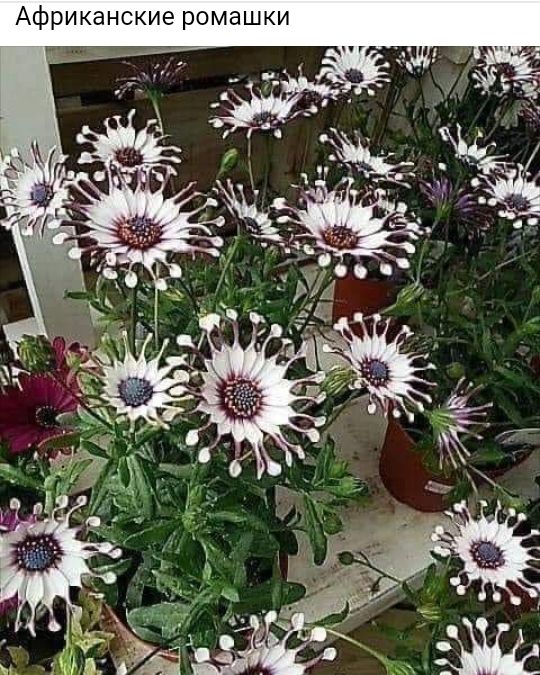 Африканские ромашки