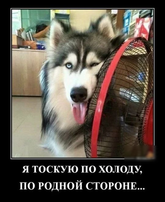Я ТОСКУЮ ПО ХОЛОДУ по родной СТОРОНЕ