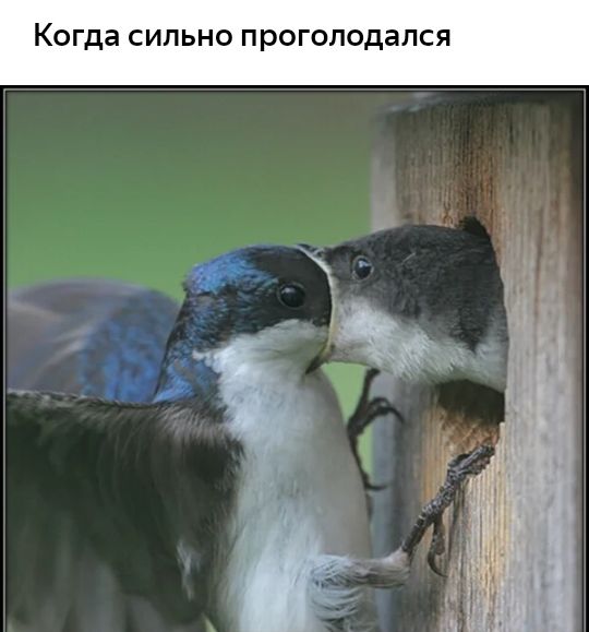 К гда СИПЬНО проголодался