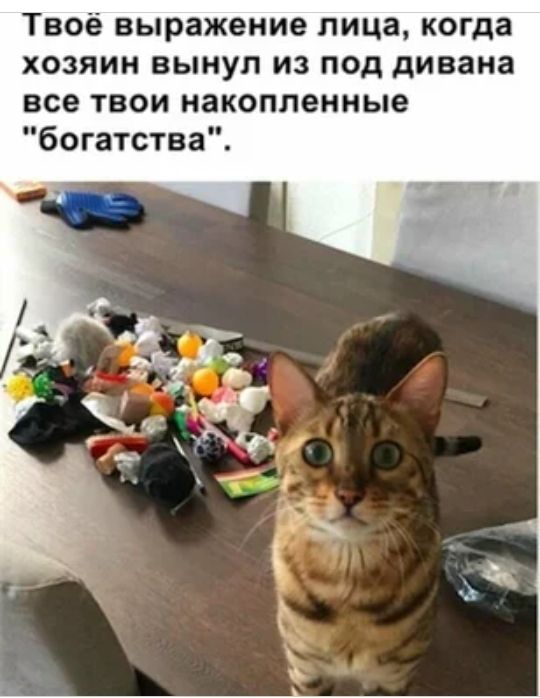 Твоё выражение лица когда хозяин вынул из под дивана все твои накопленные богатства