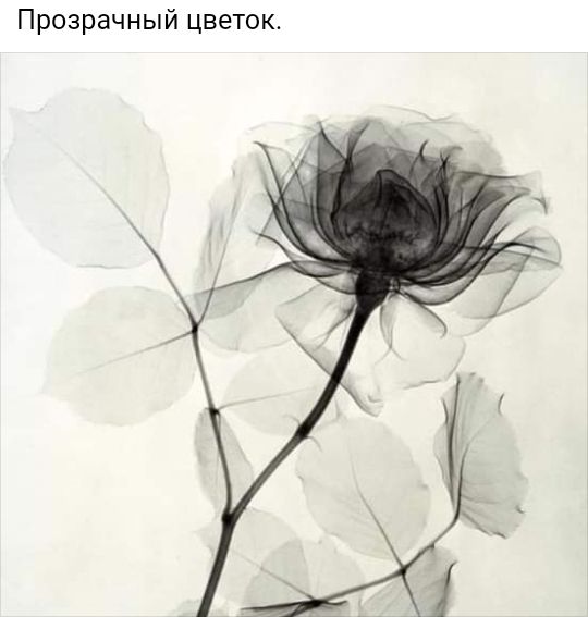 Прозрачный цветок