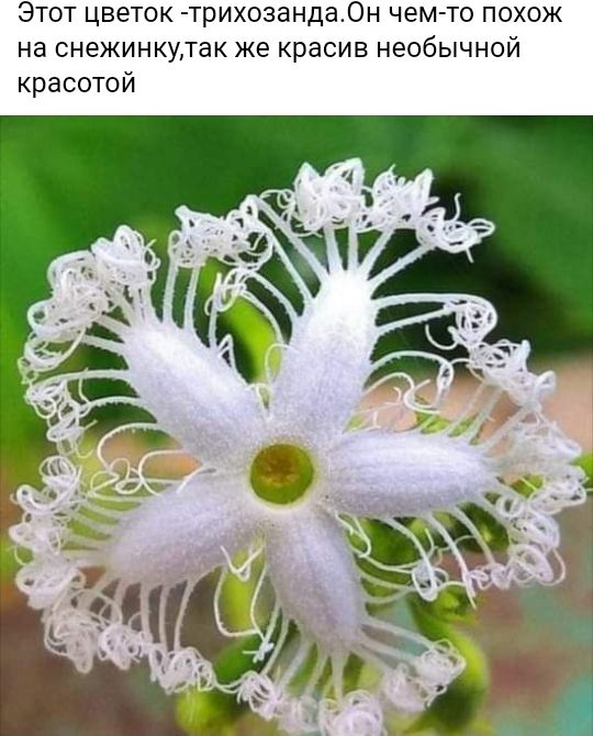 Этот цветок трихозанда0н чем то похож на снежинкутак же красив необычной красотой