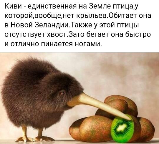 Киви единственная на Земле птицау которойвообщенет крыльев06итает она в Новой ЗеландииТакже у этой птицы отсутствует хвост3ато бегает она быстро и отлично пинается ногами