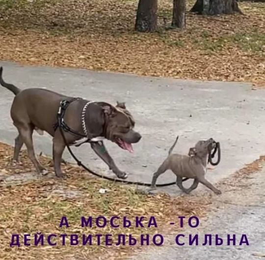 ЪНО СИЛЬ_Н_А