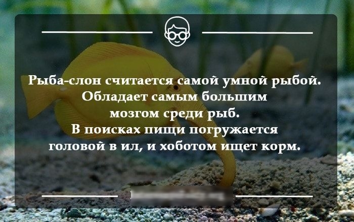 Обладает самым большим мозгом среди рыб В поисках ищи погружается головой в ил и хоботом ищет корм Рыба слон считается самой умной рыбой 5