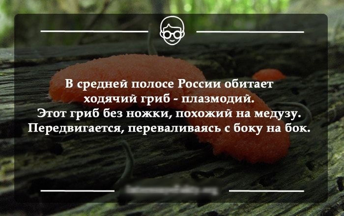 Этот гриб без ножки по Передвигается переваливаі Пі