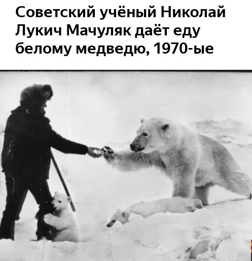 Советский учёный Николай Лукич Мачуляк даёт еду белому медведю 1970 ые
