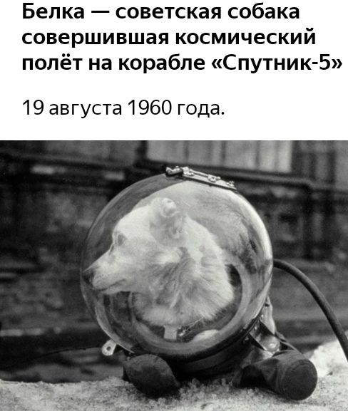 Белка советская собака совершившая космический полёт на корабле Спутник 5 19 августа 1960 года