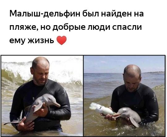 Малыш дельфин был найден на пляже но добрые люди спасли ему жизнь