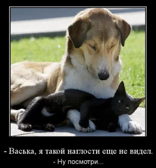 васька, я такой наглости еще не видел.  Ну посмотри...