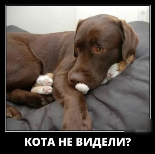 КОТА НЕ ВИДЕЛИ