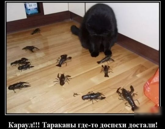 Аканы гдето доспехи достали!