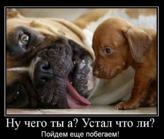 Ну чего ты а Устал что ли Пойдем еще побегаем