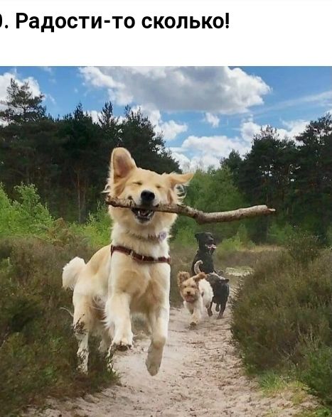Радост то сколько